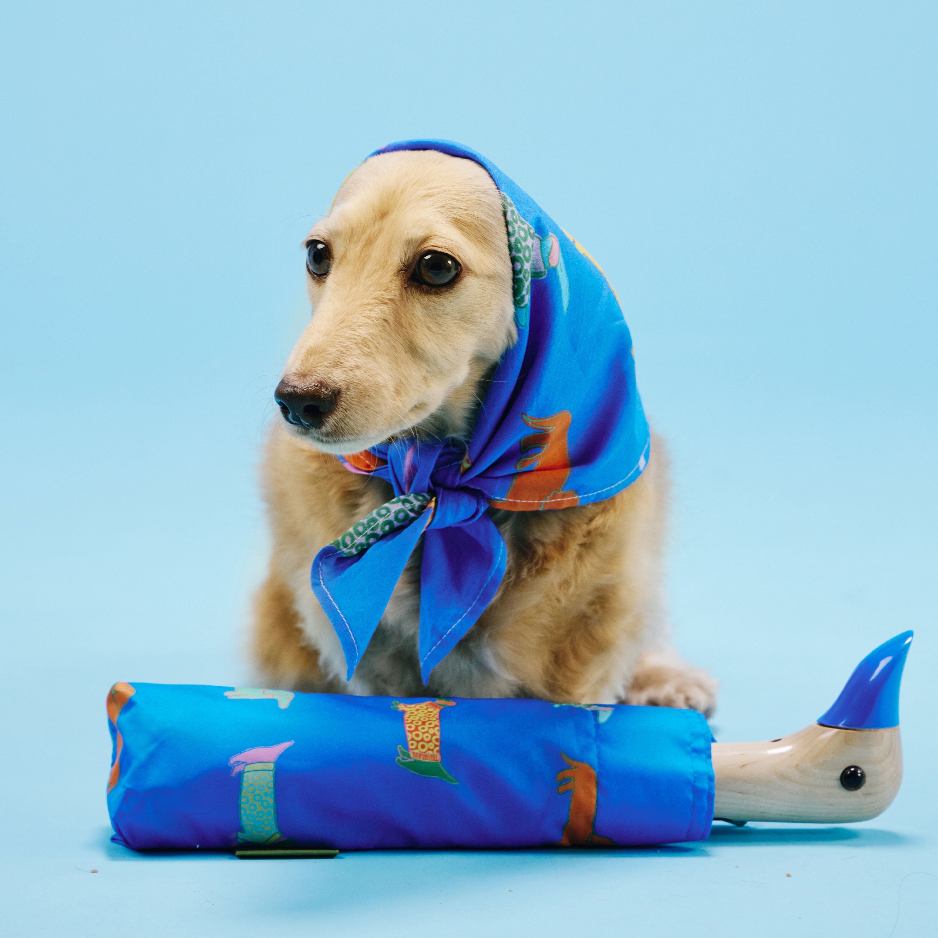A small golden dog wearing a bright blue patterned scarf sits behind a matching blue rolled-up scarf or wrap on a light blue studio background.