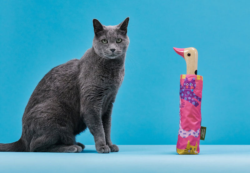 We Listened to You - and the Cat Lovers Among You