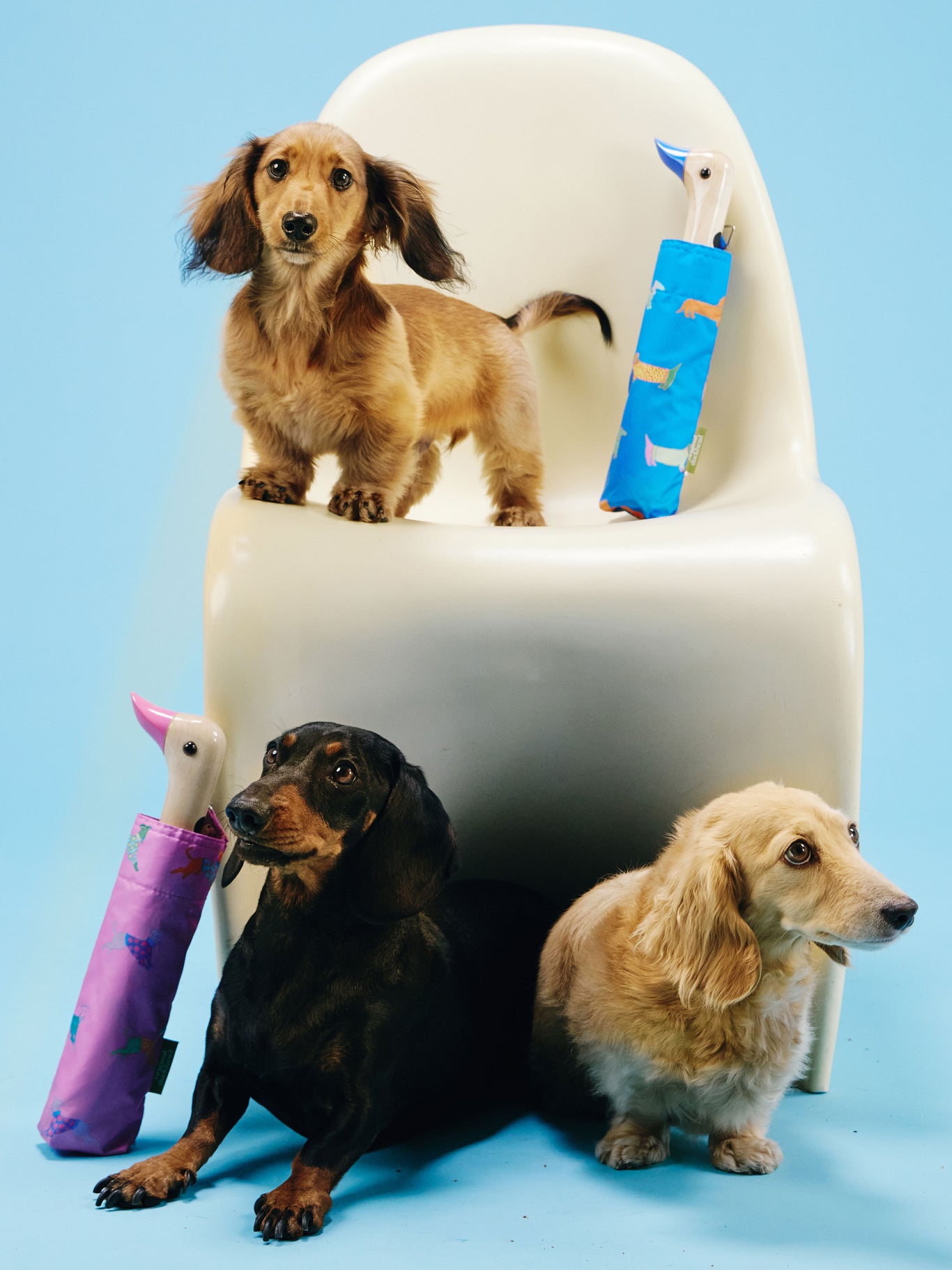 Dogs Bundle