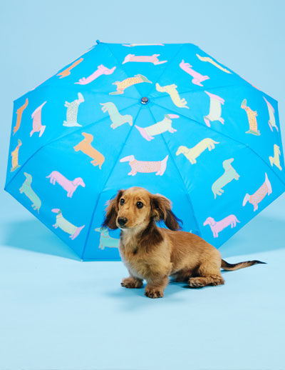 The Dogs Collection
